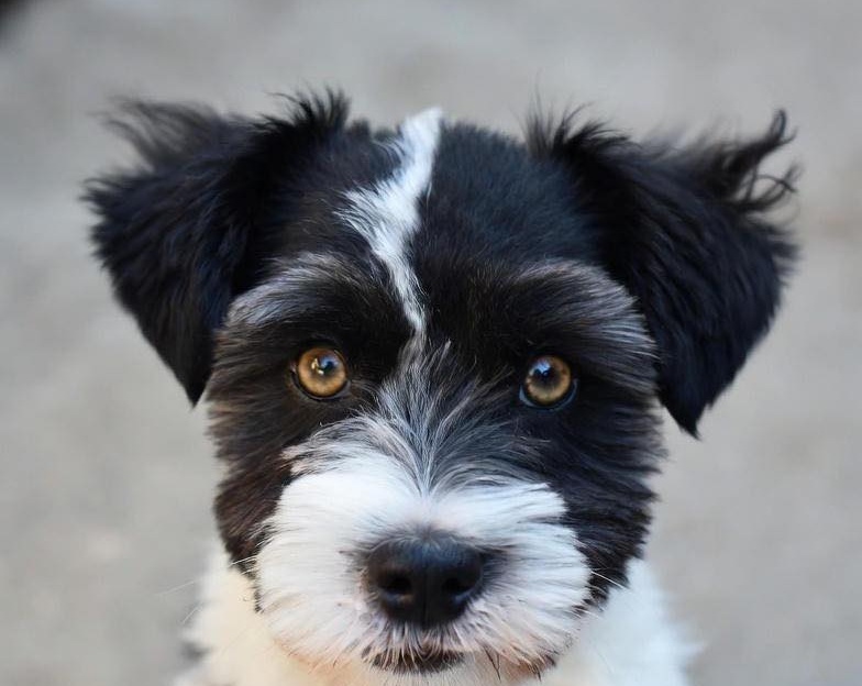 Un cane randagio ha seguito una persona fin dal mattino, mostrando timore e speranza, e trovando infine una casa sicura dove ricominciare a vivere.