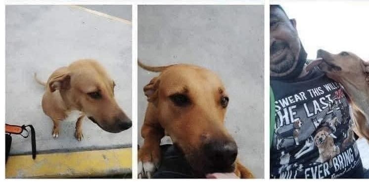 Una cagnolina randagia, inizialmente aggressiva per paura, ha creato un legame stabile con un uomo che ha scelto di aiutarla nonostante tutto.