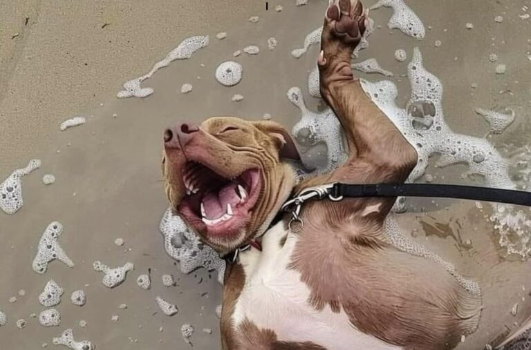Un cane adottato dopo un lungo periodo in rifugio ha vissuto la sua prima giornata in spiaggia, mostrando una trasformazione che racconta il valore di una seconda possibilità.