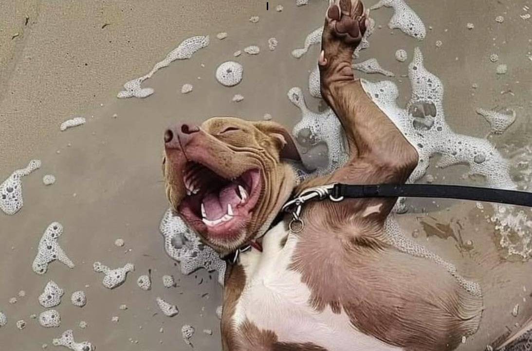 Un cane adottato dopo un lungo periodo in rifugio ha vissuto la sua prima giornata in spiaggia, mostrando una trasformazione che racconta il valore di una seconda possibilità.