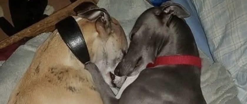 Due cani sono stati trovati rannicchiati dietro un cassonetto, denutriti e tremanti, salvati grazie all’intervento di una persona che ha riconosciuto la loro richiesta d’aiuto.