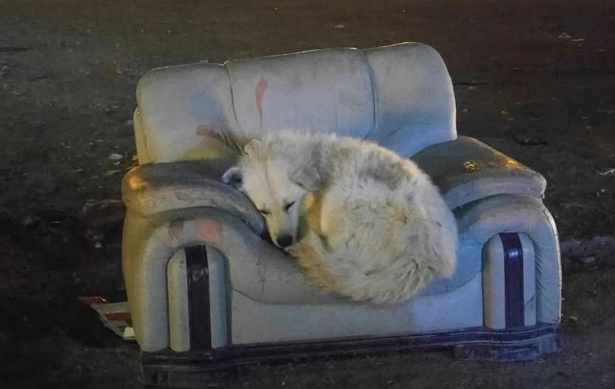 Un cane randagio scoperto sopra un divano abbandonato lungo una strada trafficata viene salvato da una donna che trasforma la sua vita con un’adozione inaspettata.