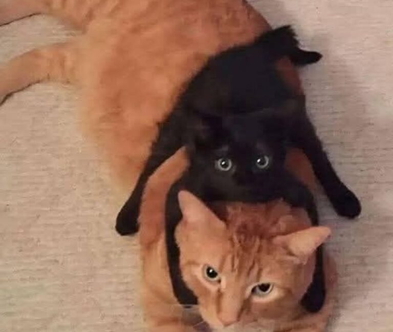 Un vecchio gatto protettivo e un cucciolo spaventato trovano rifugio l’uno nell’altro, finché l’arrivo di un uomo in lutto trasforma la loro attesa in una nuova famiglia.