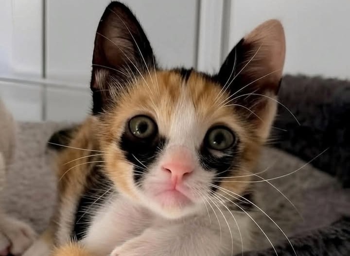 Un gattino ignorato per settimane in un rifugio trova finalmente una famiglia e diventa il protagonista di una storia di rinascita e amore silenzioso.