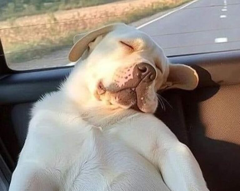 Un cane lascia il rifugio dopo quattro anni e mostra una gioia inattesa durante il primo viaggio in auto verso la sua nuova vita, simbolo di rinascita ed emozione pura.