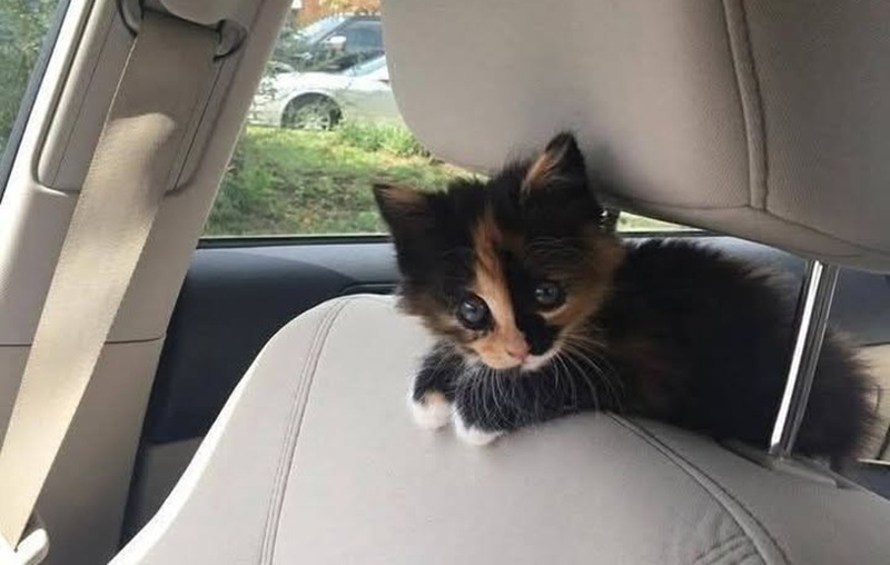 Una gattina sola e impaurita viene salvata da un automobilista che decide di portarla con sé e offrirle una casa sicura, lontana dai pericoli della strada.