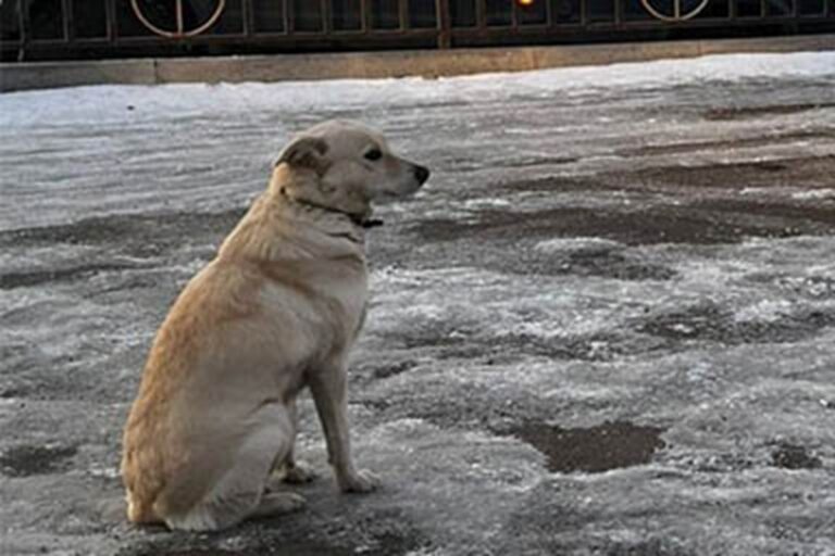 Ha vegliato per giorni sulla riva di un fiume ghiacciato, aspettando il suo amico umano scomparso nelle acque gelide.