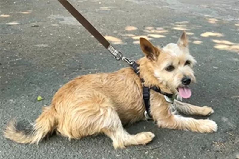 Un ex bodybuilder di 63 anni è vivo grazie al suo Yorkshire Terrier, che ha scavato una buca per liberarlo dopo la caduta di un grosso ramo di ippocastano.