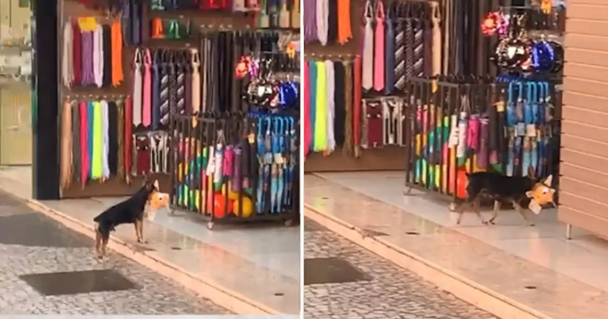 Un cagnolino entra in un negozio, ruba un peluche e poi lo riporta indietro come se si sentisse in colpa: la scena ha fatto impazzire i social.