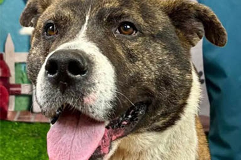 Ha bussato alla porta di una casa nel cuore della notte, sfidando il freddo glaciale. Così Ding Dong si è salvato ed è diventato un simbolo di speranza.