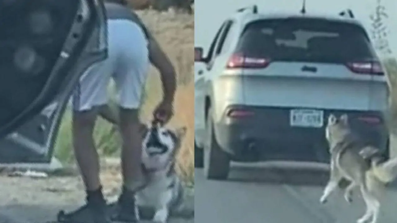 L’Husky inseguito dall’auto del padrone, ripreso da Joy Dominguez, ha emozionato il web e ha portato a un inatteso lieto fine.