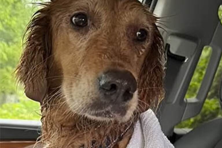 Smarrita dopo l’adozione, la cagnolina Harper ha vagato per oltre un mese tra i boschi prima di essere salvata da una volontaria esperta.
