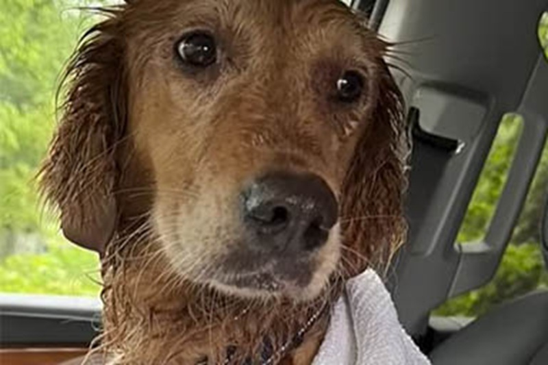 Smarrita dopo l’adozione, la cagnolina Harper ha vagato per oltre un mese tra i boschi prima di essere salvata da una volontaria esperta.