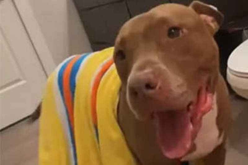 A poche ore dalla soppressione, una giovane universitaria decide di adottarlo: oggi Henny, ribattezzato Hendrix, vive felice e sembra ringiovanito.