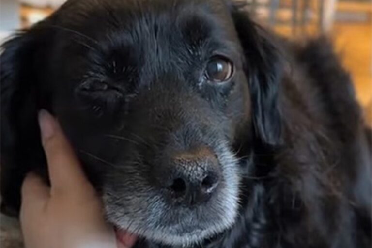 La giovane canadese Halifax e il suo compagno hanno trascorso un ultimo weekend speciale con il loro cane Hugo, portandolo in una baita panoramica prima dell’eutanasia.