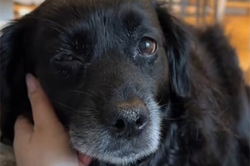 La giovane canadese Halifax e il suo compagno hanno trascorso un ultimo weekend speciale con il loro cane Hugo, portandolo in una baita panoramica prima dell’eutanasia.