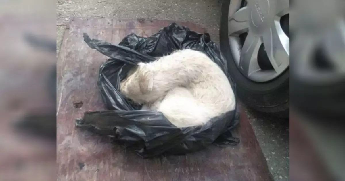 Trovato agonizzante in una borsa con i vermi, il cane è sopravvissuto grazie ai volontari e a una donna inglese che gli ha ridato una vita.