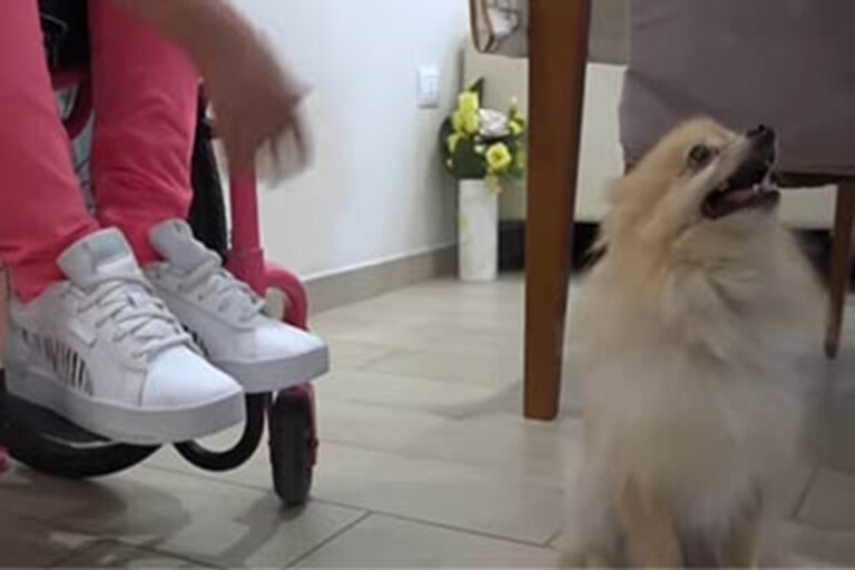 Durante un furto avevano portato via tutto, compreso Maui, lo Spitz di 9 anni amico inseparabile di una 12enne con disabilità. Poi il colpo di scena.