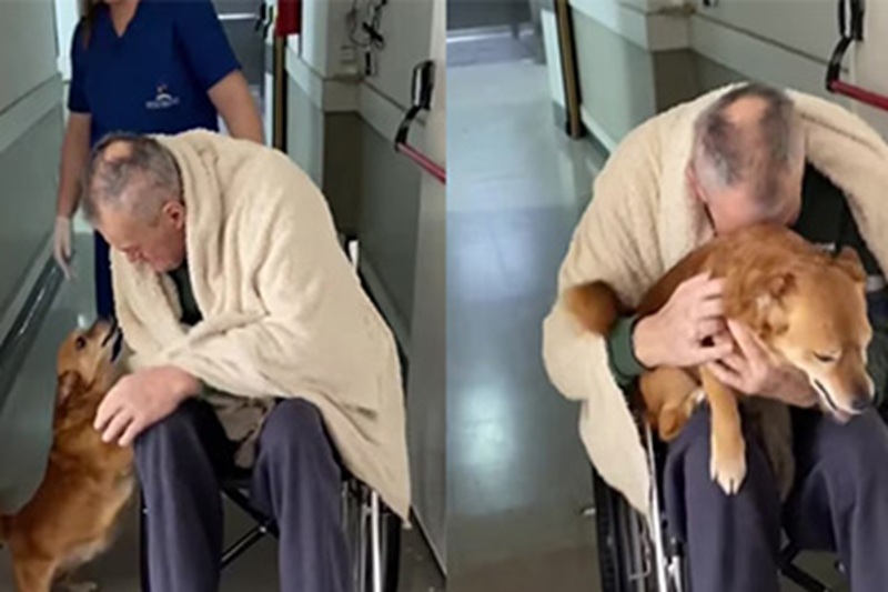 Miguel, guarito da uno shock settico, ritrova il suo fedele Simón fuori dall’ospedale. Il video del loro abbraccio emoziona milioni di persone.