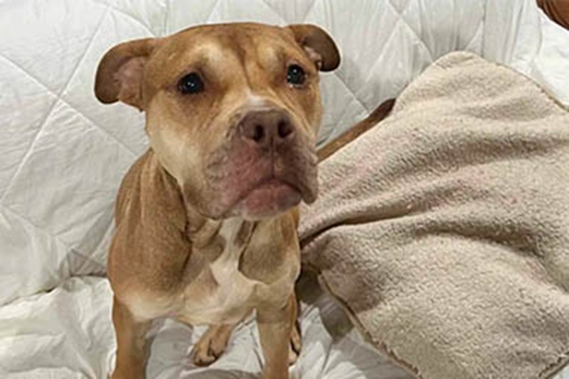 In Florida la Pit Bull Dawn viene lasciata legata in giardino durante un trasloco: salvata dai vicini, oggi vive amata nella casa di un volontario.