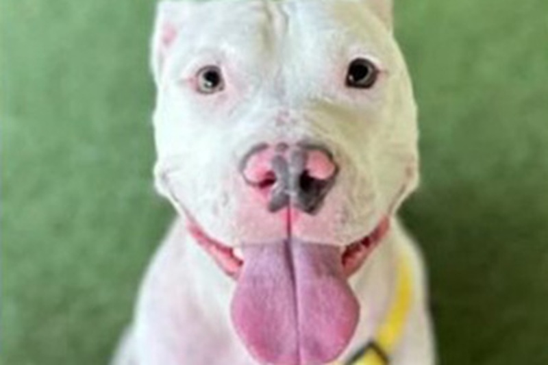 Lola, un anno e mezzo, è stata trovata in Florida gonfia e in fin di vita: un cappio stretto dal suo proprietario stava soffocandola lentamente. Ora è rinata.