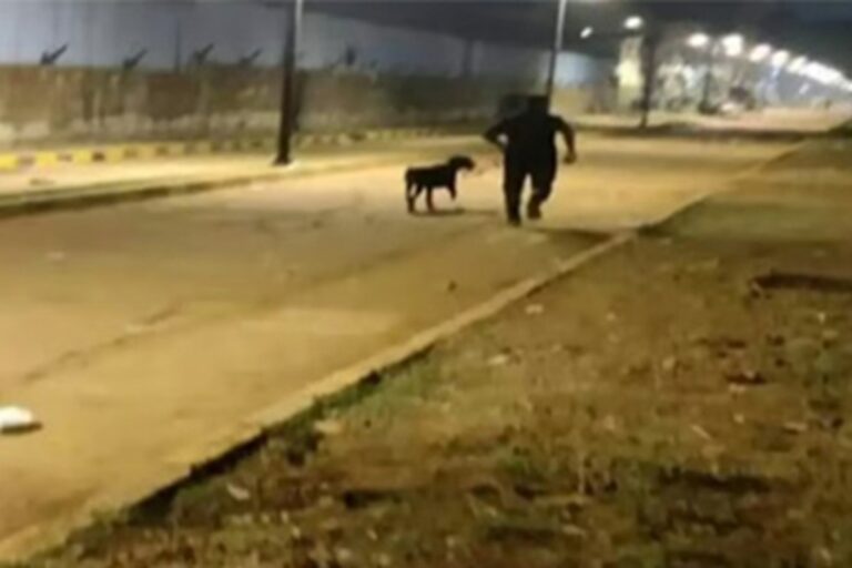 Il cane poliziotto Leo individua un bambino di sei anni scomparso a Mumbai, guidando gli agenti nella zona in cui era stato abbandonato.