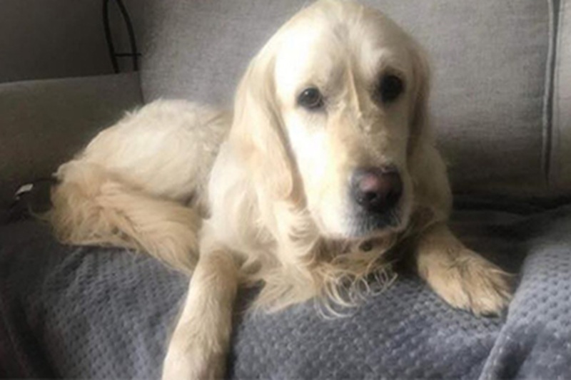 Il Golden Retriever Cooper è fuggito dalla nuova famiglia ed è tornato nella zona dove viveva da cucciolo, dopo un viaggio solitario durato 27 giorni e oltre 64 chilometri.