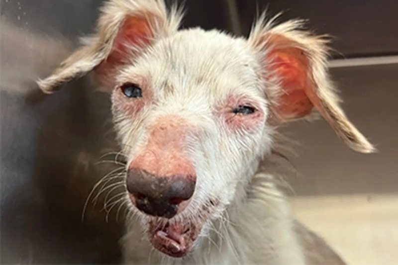 Arrivato in fin di vita al rifugio, non rispondeva più. Ma cure, dedizione e affetto lo hanno riportato alla vita. Ora Snoots ha una nuova casa.