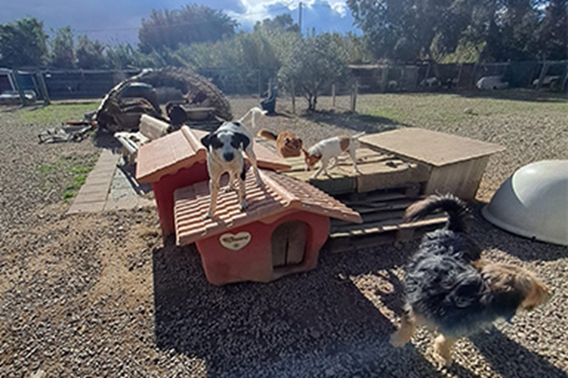 Il cagnolino Macchiolino ha abbandonato la nuova famiglia per tornare nel rifugio dove si sentiva al sicuro, sorprendendo volontari e adottanti.