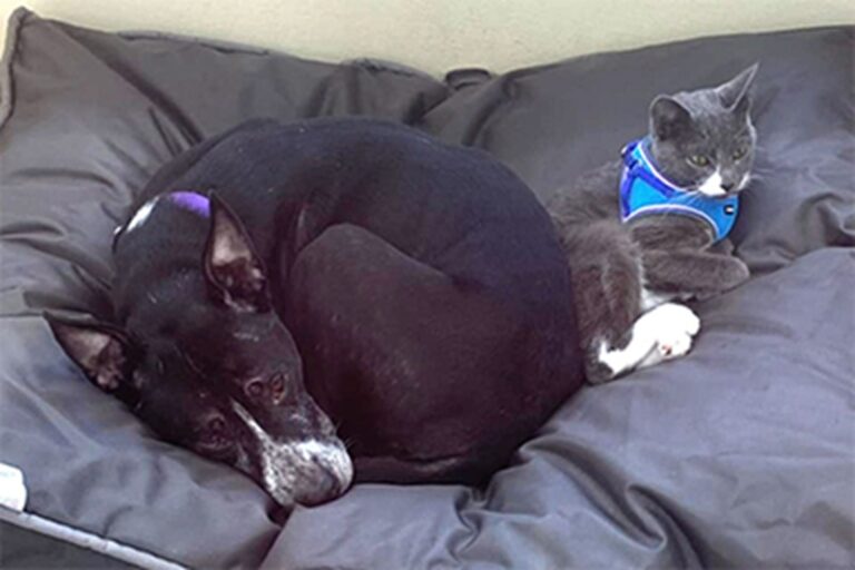 Negli Usa un cane di 6 anni e un gatto di un anno, trovati abbandonati in un campo, rifiutano di separarsi e vengono adottati insieme dopo il salvataggio.