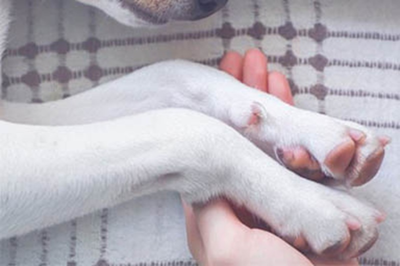 Solo e impaurito in un box del Carson Animal Shelter, è stato salvato in extremis grazie a un video diventato virale. Ora Flint ha finalmente una casa.