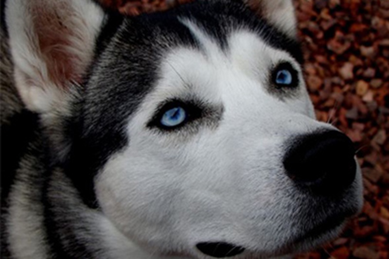 Una giovane di Tampico ha venduto la sua treccia per comprare cure antiparassitarie al suo Husky Sky, commuovendo il rifugio che l’aveva affidato.