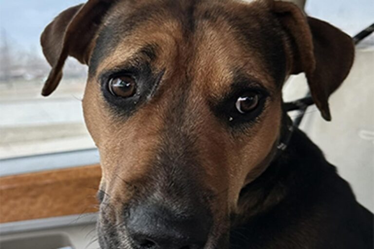 Una cagnolina sola ha guidato una volontaria verso un gruppo di 16 cuccioli nascosti tra gli alberi, proteggendoli come una madre. Un gesto di coraggio che ha cambiato il destino di tutti.