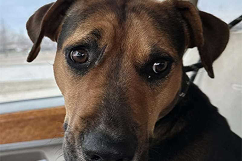 Una cagnolina sola ha guidato una volontaria verso un gruppo di 16 cuccioli nascosti tra gli alberi, proteggendoli come una madre. Un gesto di coraggio che ha cambiato il destino di tutti.