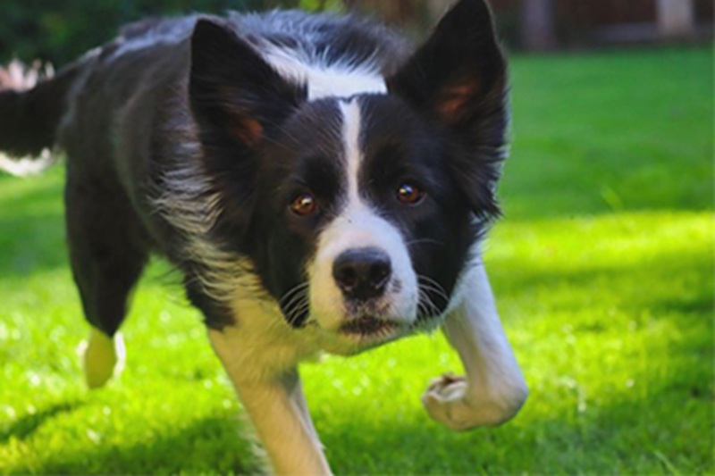 Era scomparso da ore e non dava più notizie. Il cane Marley, unità cinofila del 115, lo ha trovato riverso a terra ma vivo. Una storia a lieto fine.