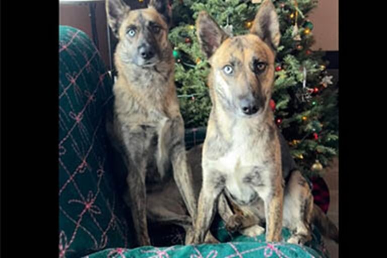 La coppia che ha adottato una cagnolina impaurita scopre che è la sorella biologica della loro Jazz. Dopo anni di distanza, il destino le ha fatte rincontrare.