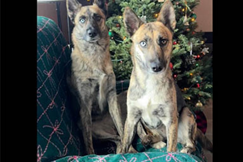 La coppia che ha adottato una cagnolina impaurita scopre che è la sorella biologica della loro Jazz. Dopo anni di distanza, il destino le ha fatte rincontrare.