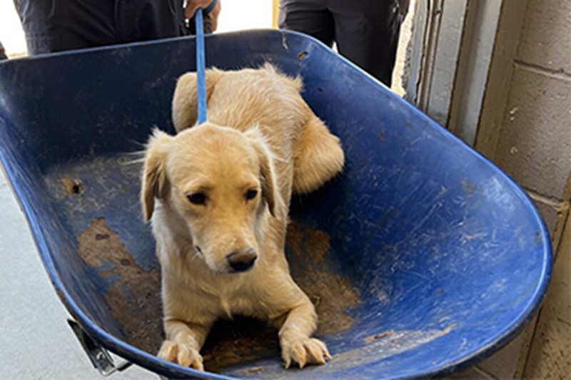 Darla, 8 mesi, inserita nella lista dei cani da sopprimere in Texas, è stata salvata in extremis dai volontari di Austin Pets Alive! e oggi vive amata in Colorado.