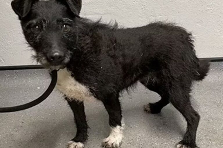 Cagnolina scomparsa da sei anni ritrovata nei boschi del West Sussex: viveva allo stato selvatico e ora cerca una nuova famiglia.