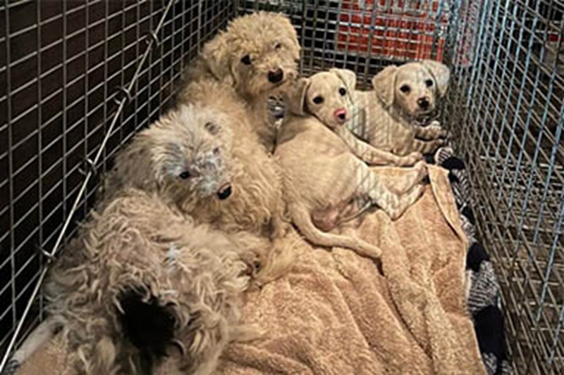 Abbandonata in una discarica con i suoi piccoli, una cagnolina ha lottato fino all’ultimo per tenerli in vita. Ora sono salvi e al sicuro.