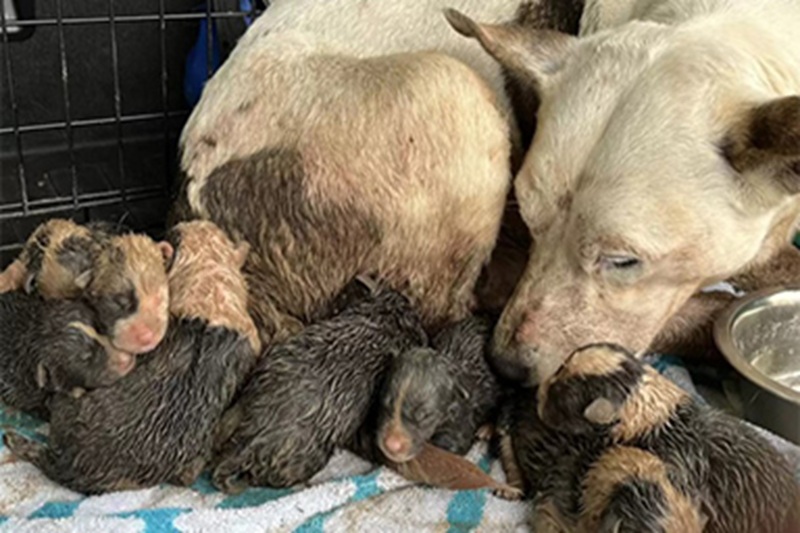 Una mamma randagia e i suoi piccoli vengono salvati dopo essere stati trovati in una pozza di fango, infreddoliti ma vivi.