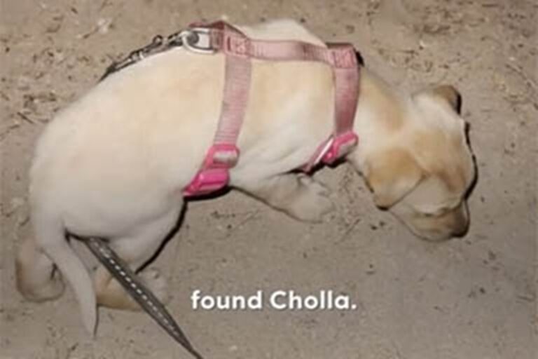 Abbandonato nel deserto di Sonora a poche settimane di vita, il piccolo Cholla è stato salvato da Sarah e Tori, che ora condividono con lui una vita di avventure.