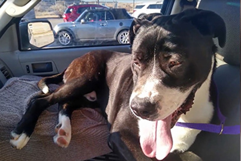 Un cane adottato da meno di 24 ore ha riconosciuto un’emergenza respiratoria e ha salvato il nuovo proprietario con un intervento tempestivo.