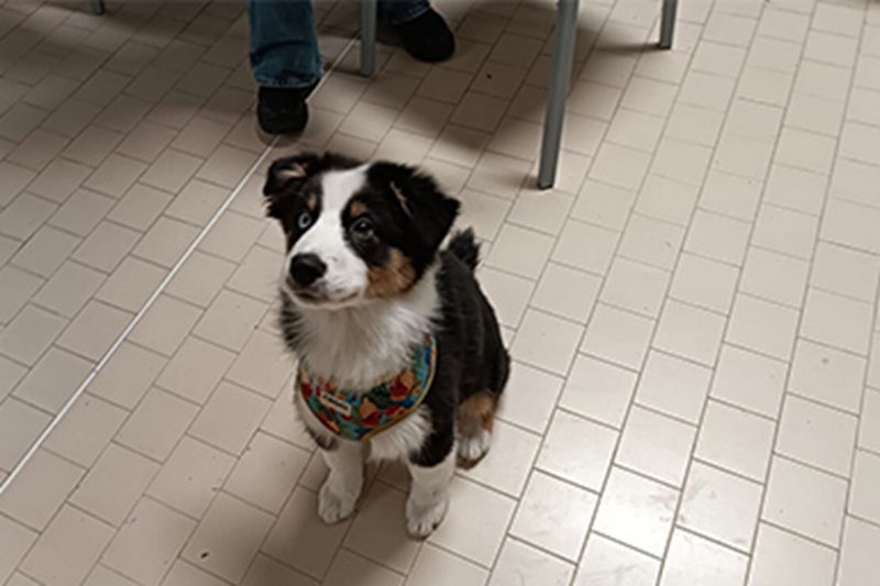 La cucciola ha trascorso una mattinata a scuola con la sua proprietaria professoressa, tra giochi e carezze, conquistando tutti.