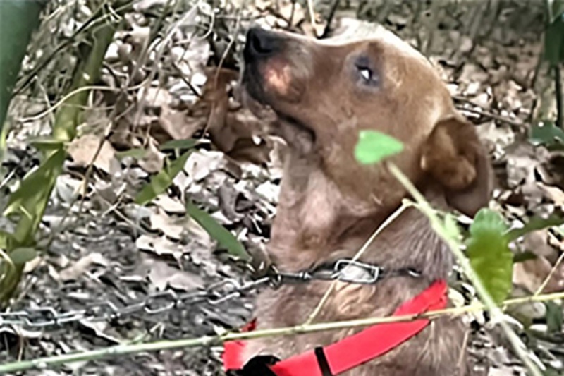 In Louisiana, alcuni bambini trovano un cane abbandonato e ferito in un bosco: grazie ai soccorsi il meticcio Red Vern inizia una nuova vita.