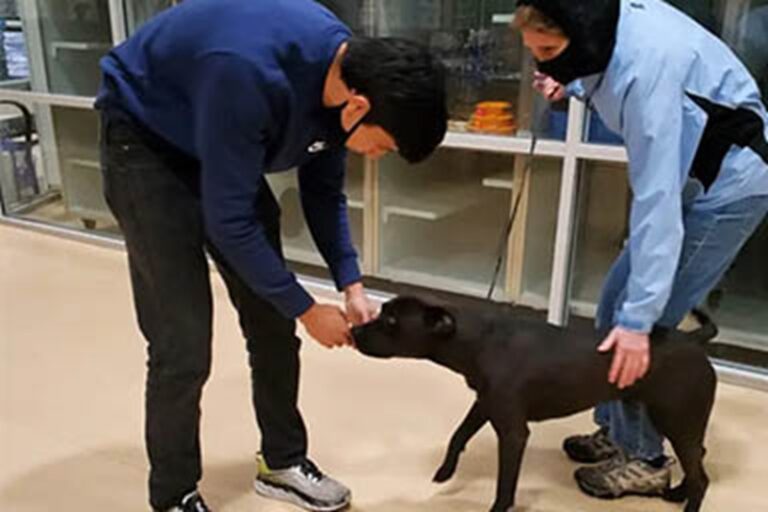 Rannicchiato tra la neve, spaventato ma vivo: Russ, un Pit Bull scomparso in estate, è stato ritrovato il 26 dicembre vicino a Twin Peaks.