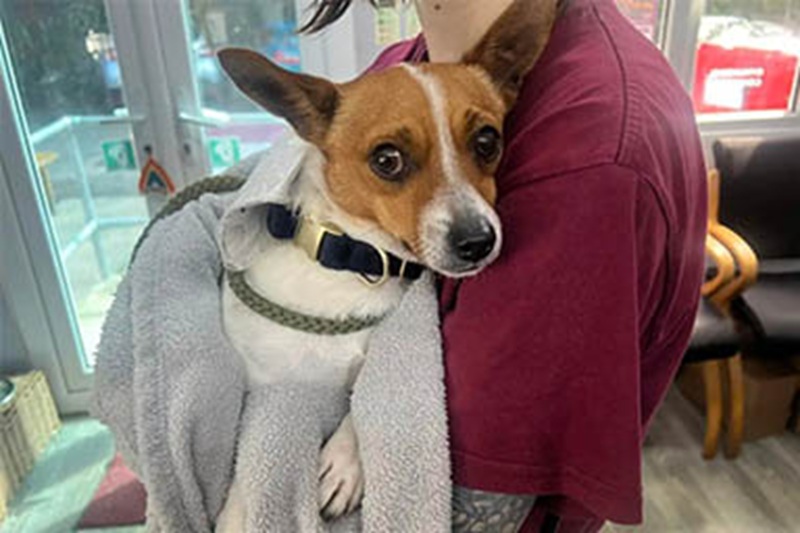 Trovato spaventato in un cespuglio, il cagnolino Chase è stato salvato da tre ciclisti. Ora, grazie all’affetto dei volontari, sta ritrovando fiducia negli esseri umani.