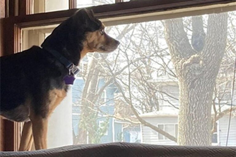 Un cane anziano e malato terminale ha sventato un furto grazie al suo abbaio potente, proteggendo la famiglia che lo aveva adottato.