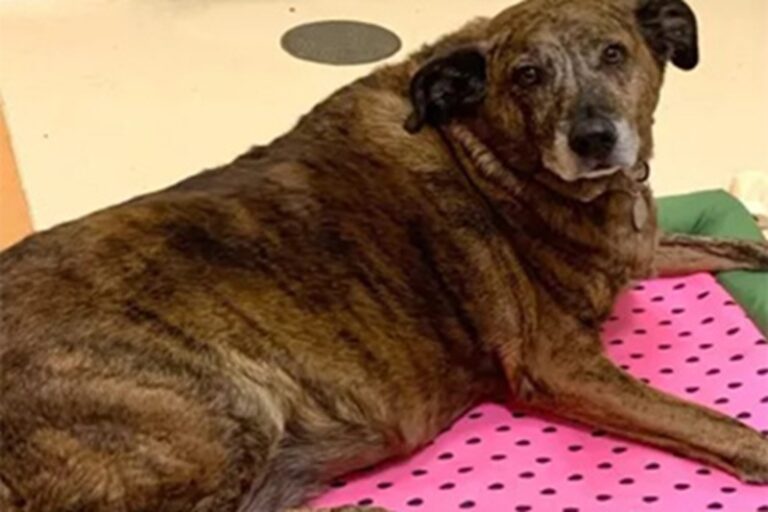 Il Segugio di 10 anni, trovato accanto al corpo del suo umano, è stato adottato dopo una grande ondata di solidarietà.
