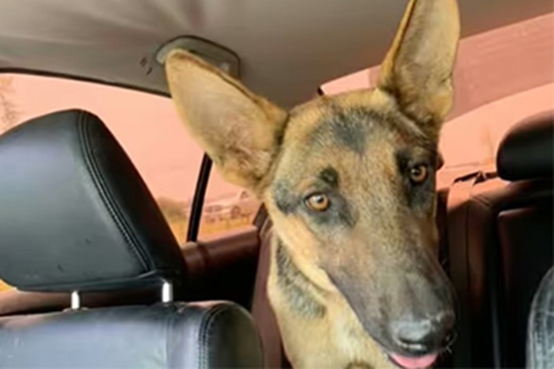 Una cagnolina magra e spaventata, ribattezzata Nala, ha guidato la volontaria Zully Vasquez Ventura verso una casa abbandonata per salvare i suoi sei cuccioli.